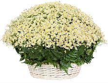 Цветочная композиция из Ромашки в корзине #REPLACE_PRED# Агинском